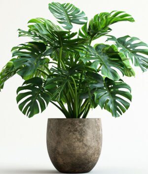 product 01