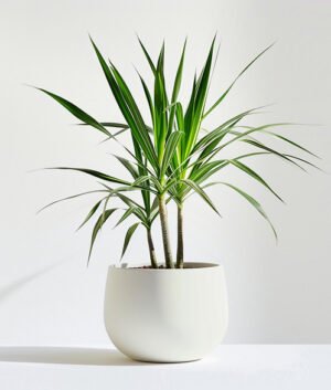 product 05