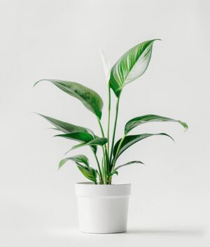 product 06